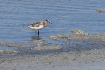 Sanderling, (Calidris alba), moulting into summer plumage, the Bananza Saltpans near Sanlucar de Barrameda, Andalucia, Spain.