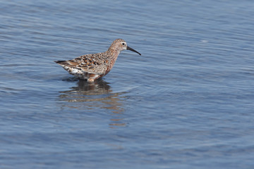 Curlew Sandpiper, (Calidris ferruginea), moulting into summer plumage, the Bananza Saltpans near Sanlucar de Barrameda, Andalucia, Spain.