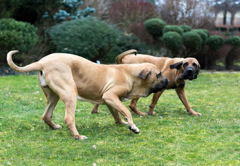 female of Fila Brasileiro (Brazilian Mastiff)