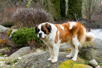 Portrait of a nice St. Bernard dog