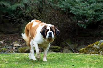 Portrait of a nice St. Bernard dog