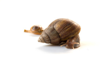 Snail on a white background