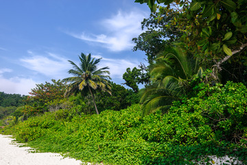 Fototapeta na wymiar Beautiful beach with palms and white sand, Similan islands, Andaman Sea, Thailand