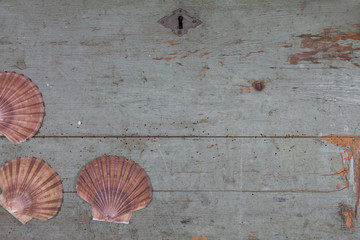 shells on old wooden top / overhead of a set of shells willing on vintage wooden top