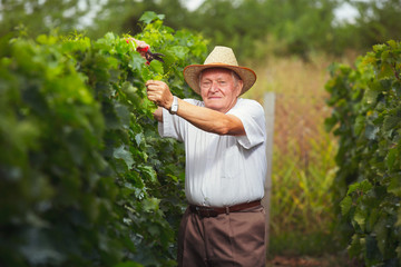 Senior winemaker in vineyard before harvest