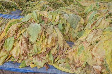 Tobacco leaves