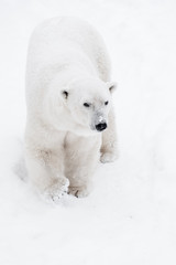 Obraz na płótnie Canvas Young Polar Bear playing in snow