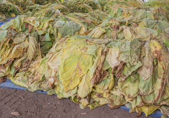 Tobacco leaves