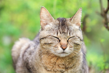Fototapeta na wymiar Portrait of a stray cat / 野良猫