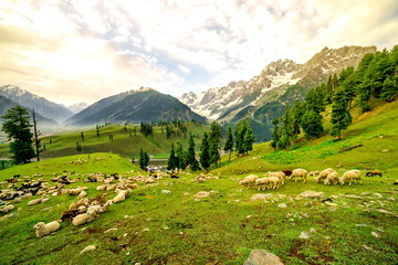 Sheep Grazing on a Hill,kashmir