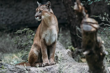 Beautiful portrait of a Cougar