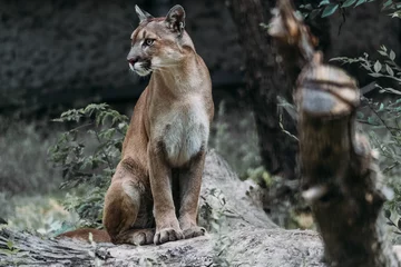 Fotobehang Poema Mooi portret van een Cougar