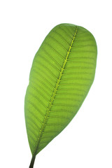 Frangipani leaf isolated on white background