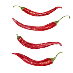 vector watercolor red chili peppers