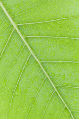Pattern of fresh green leaf surface and water drop  for backgrou