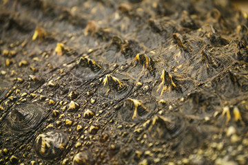 Crocodile skin pattern background