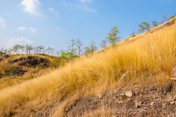 Dry grass on mountain.