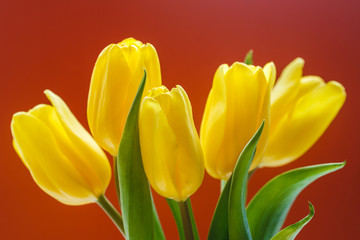 Buds of yellow tulips macro