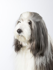 Bearded collie portrait. Image taken in a studio.