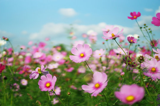 14 最適な キリン花園 画像 ストック写真 ベクター Adobe Stock 14 最適な キリン花園 画像 ストック写真 ベクター Adobe Stock