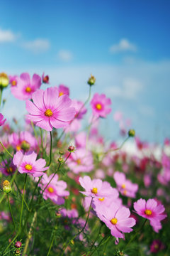 キリン花園 の画像 15 件の Stock 写真 ベクターおよびビデオ Adobe Stock