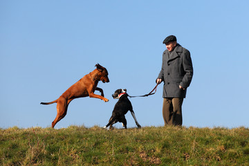 Elderly man on a walk with playing gundogs in front of blue sky