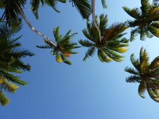 Hintergrundbild für den Urlaub mit Palmen und strahlend blauem Himmel