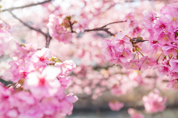 Sakura flower