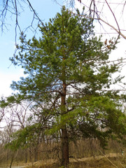 Pine in a forest