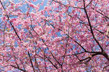 Fototapeta premium Sakura flower