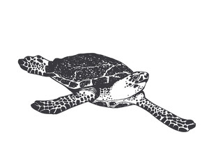  large sea turtle. Black on white
