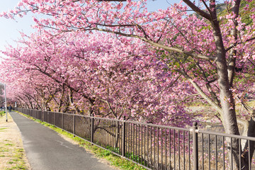 Sakura flower and walkway