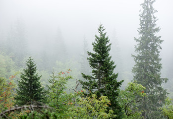 panoramic view of misty forest