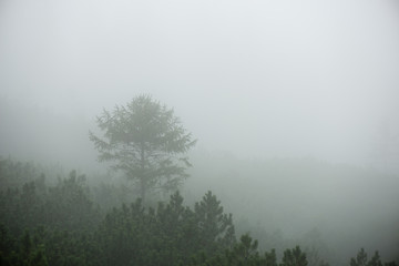panoramic view of misty forest