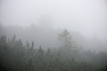panoramic view of misty forest
