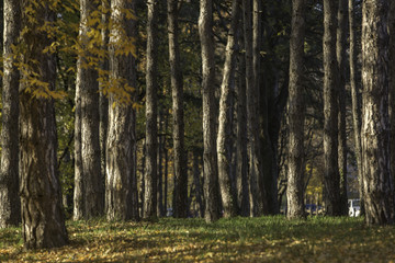 Forest trees nature autumn wood backgrounds