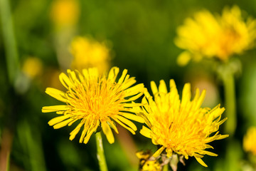 Green spring foliage in country