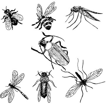 Hand-drawn insects. Bee, fly, mosquito, hook, dragonfly, wasp