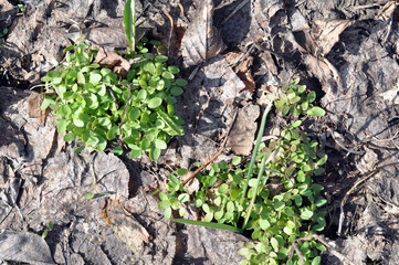 herb awakening of nature