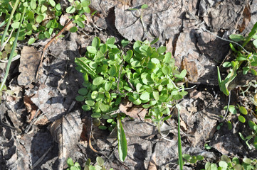 herb awakening of nature