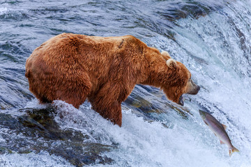 Grizzly Bears of alaska