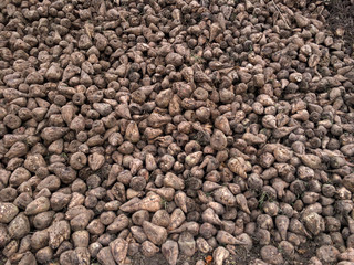 Zuckerrüben im Herbst