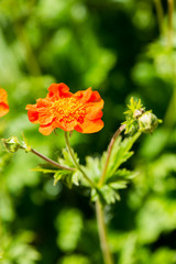 Green spring foliage in country
