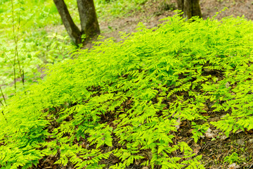 Green spring foliage in country