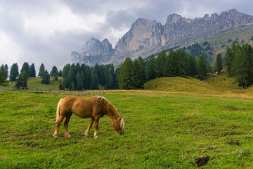 Fototapeta na wymiar Palomino horse in the Alps