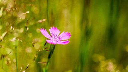Green spring foliage in country