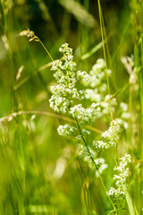Green spring foliage in country