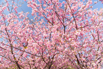 Sakura tree