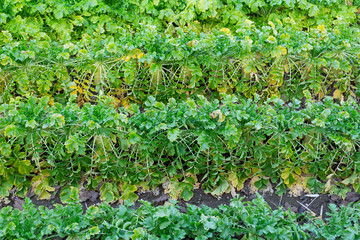 Radish field