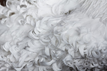 White curly feathers texture for background